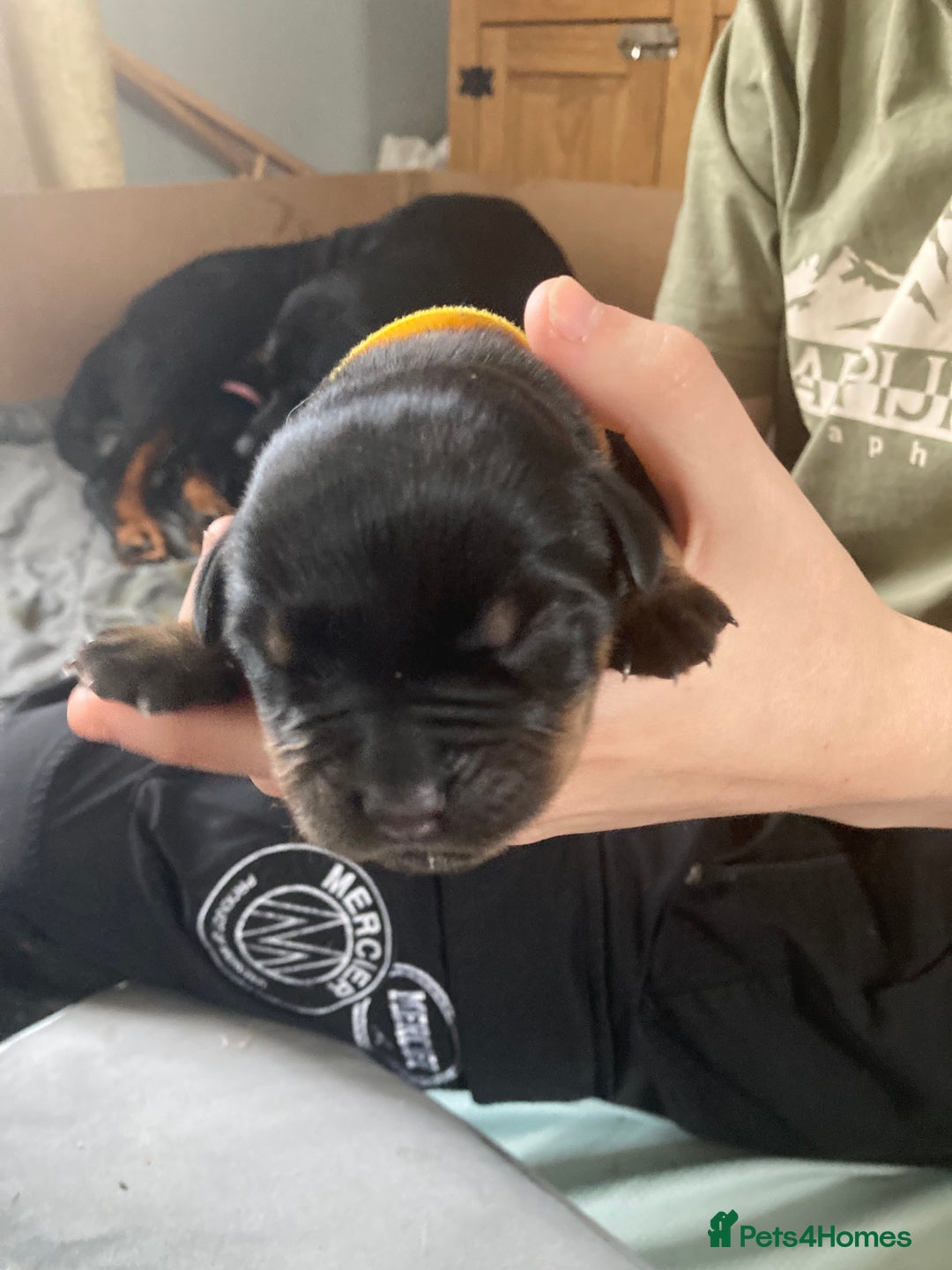 Rottweiler dogs for sale: Rottweiler  - Advert 29