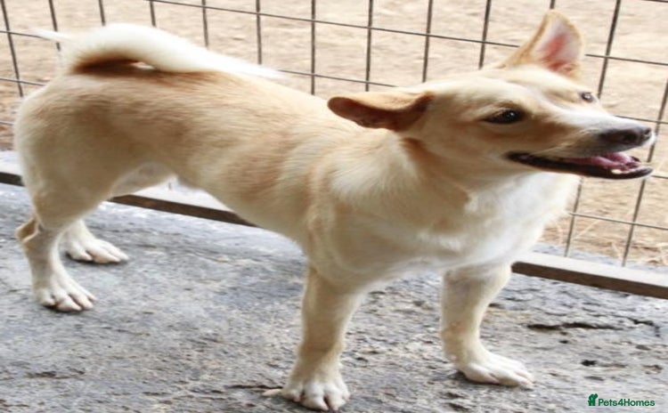 Mixed Breed dogs in Colchester - Advert 2