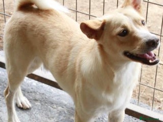 Mixed Breed dogs in Colchester - Advert 22