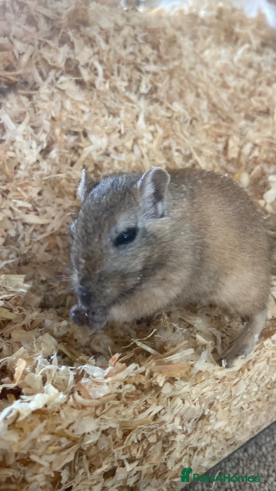 Gerbil rodents for sale: Tinkerbell and Bilbo (£26 for the pair) - Advert 2