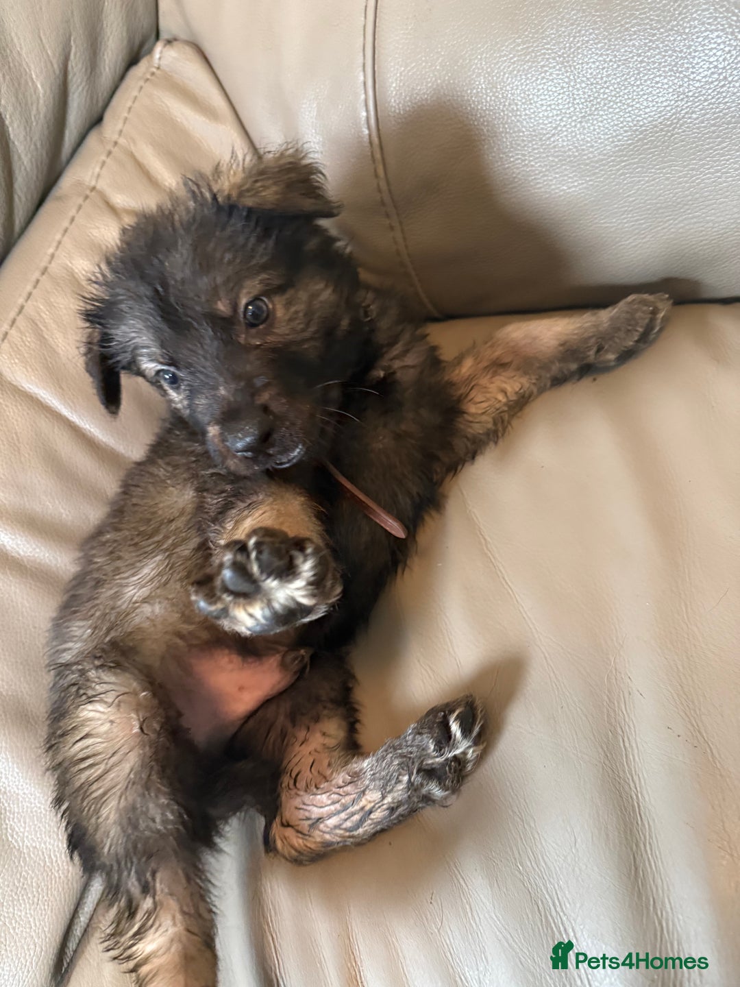 Mixed Breed dogs for sale: German shepherd x Belgian Malinois - Image 9