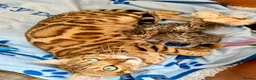 Bengal cats for sale: Beautiful Male Bengal Brown Rosetted Kitten in Diss - Advert 3