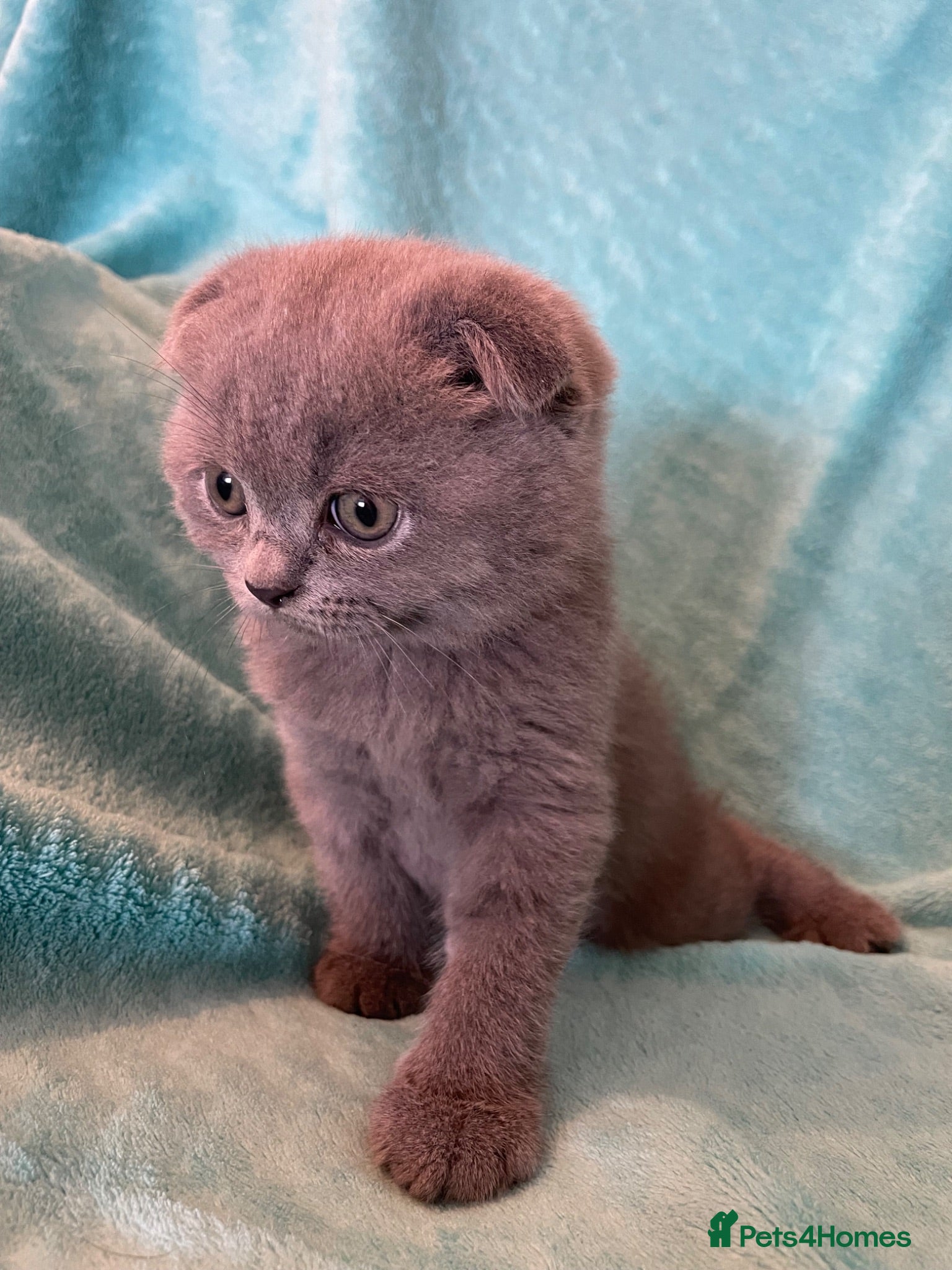 Scottish Fold cats 3 Scottish Fold/ Straight Kittens - Advert 6