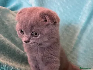 Scottish Fold cats 3 Scottish Fold/ Straight Kittens - Advert 6