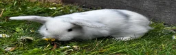 Mixed Breed rabbits for sale: Mixed Breed Bunnies in Street - Advert 4