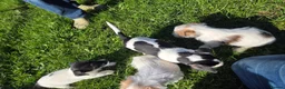 Jack Russell dogs for sale: Rough Coated Pure Bred Jack Russell  - Advert 7