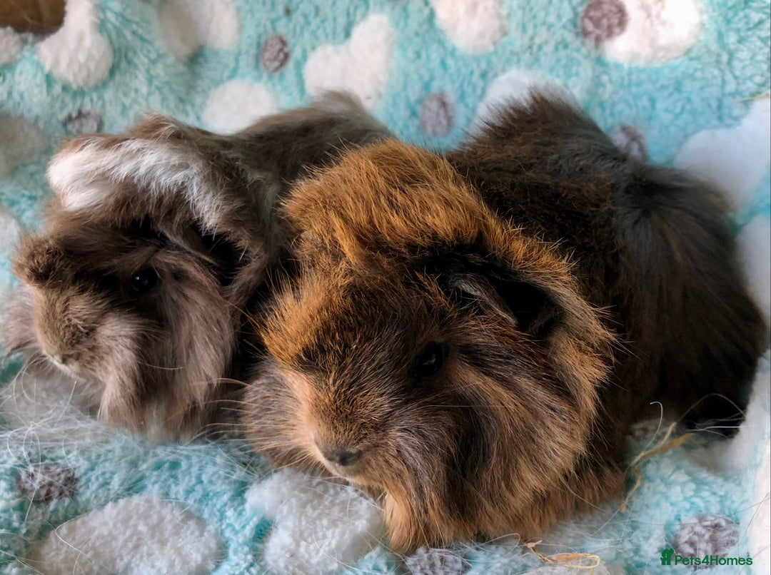 Guinea Pig rodents for sale: Baby longhaired Peruvian boys - Advert 6