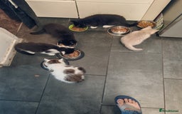 Mixed Breed cats for sale: 🐾 Adorable, persian crossed Kittens for Sale 🐾 - Image 6