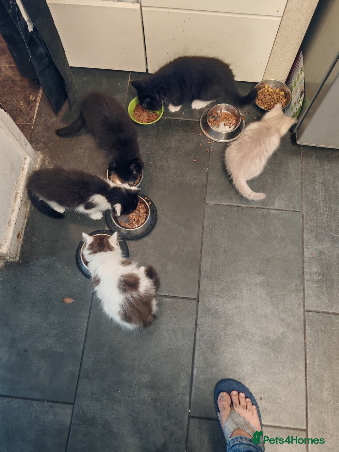 Mixed Breed cats for sale: 🐾 Adorable, persian crossed Kittens for Sale 🐾 - Image 6