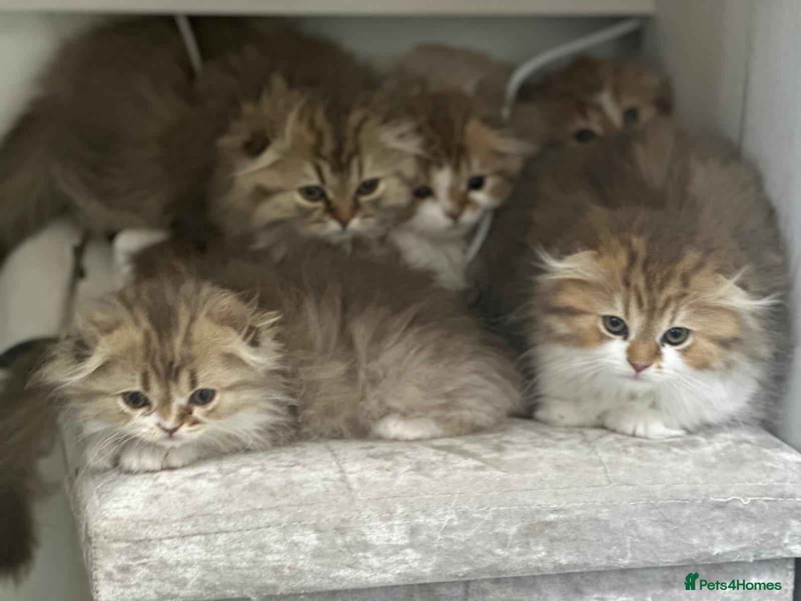 Scottish Fold cats 5 beautiful, lovely scottish fold boy kittens  - Advert 2