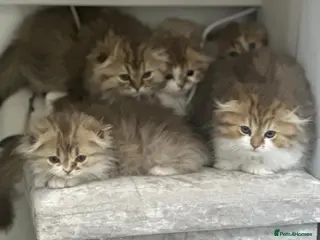 Scottish Fold cats 5 beautiful, lovely scottish fold boy kittens - Advert 2