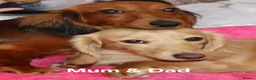 Miniature Dachshund dogs for sale: ✨️Beautiful Longhaired Minis✨️Lovely Temperments✨️ - Advert 29