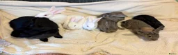 New Zealand rabbits for sale: New Zealand baby’s  - Advert 4