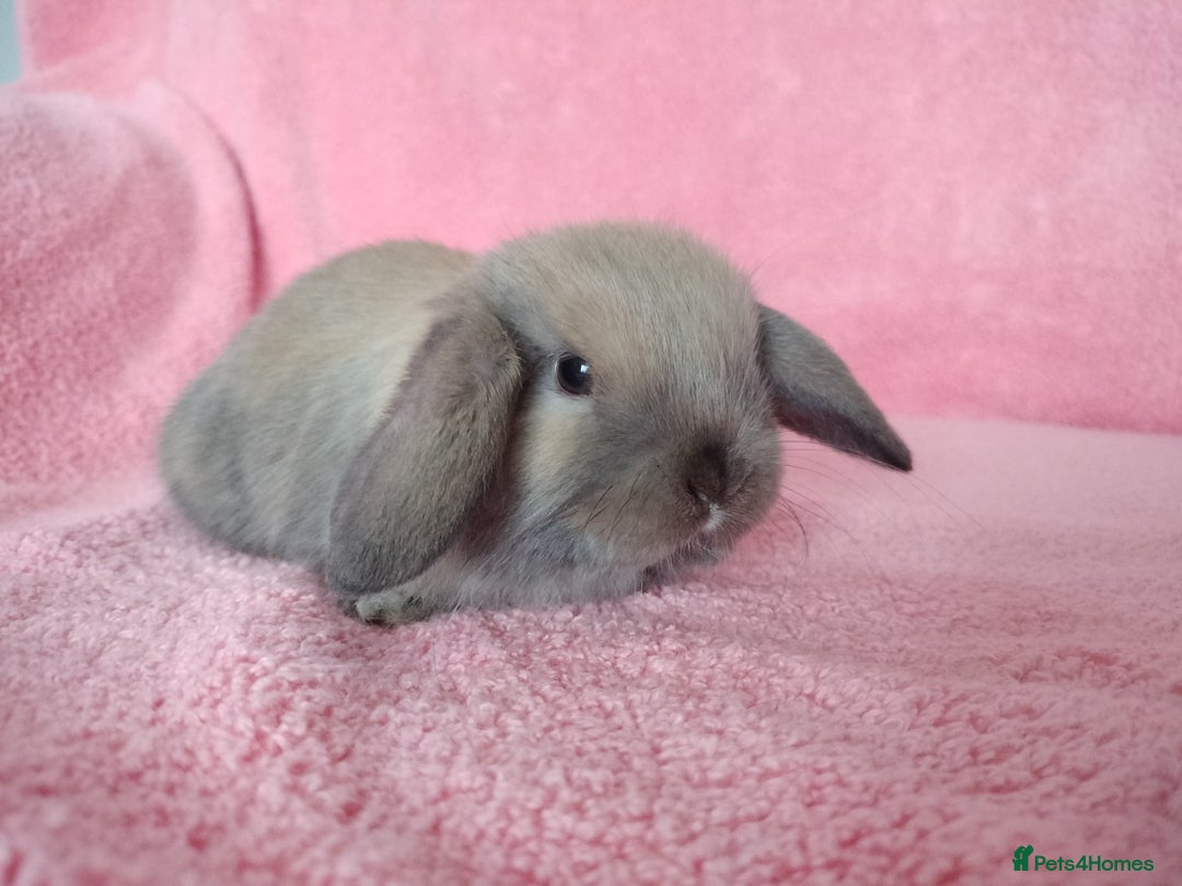Mini Lop rabbits for sale: Baby mini lop rabbits for sale  - Advert 6