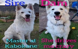 White Swiss Shepherd dogs for sale: KC Reg long-coat White Swiss Sheperd pups for sale - Image 4