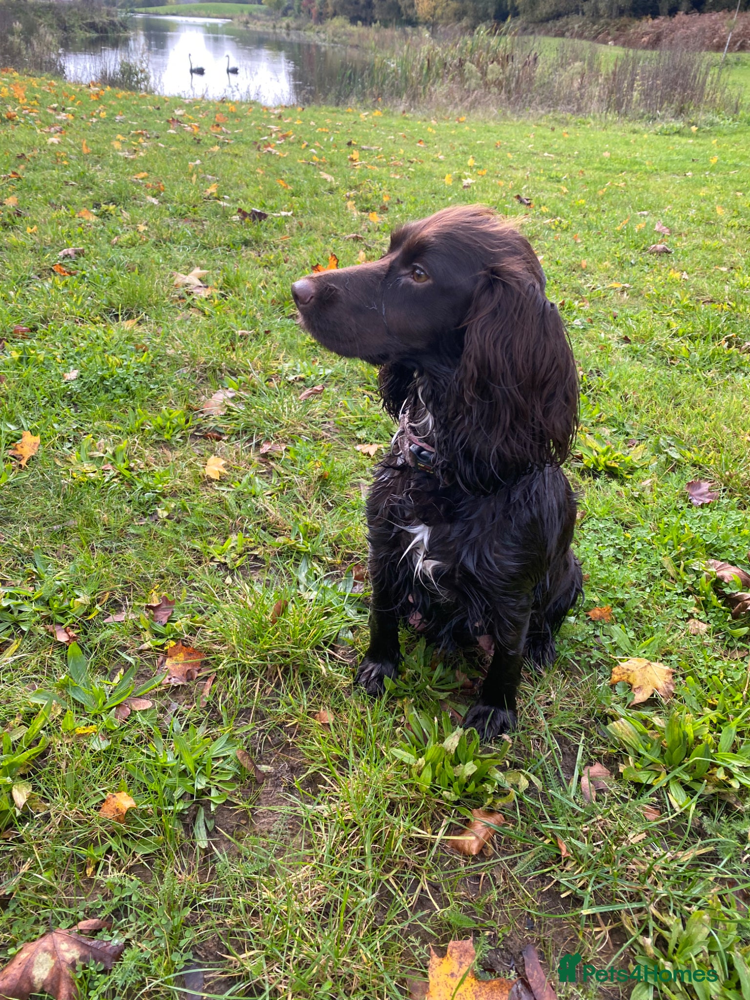 Cocker Spaniel dogs Chocolate Working Cocker Spaniel puppies - Advert 1