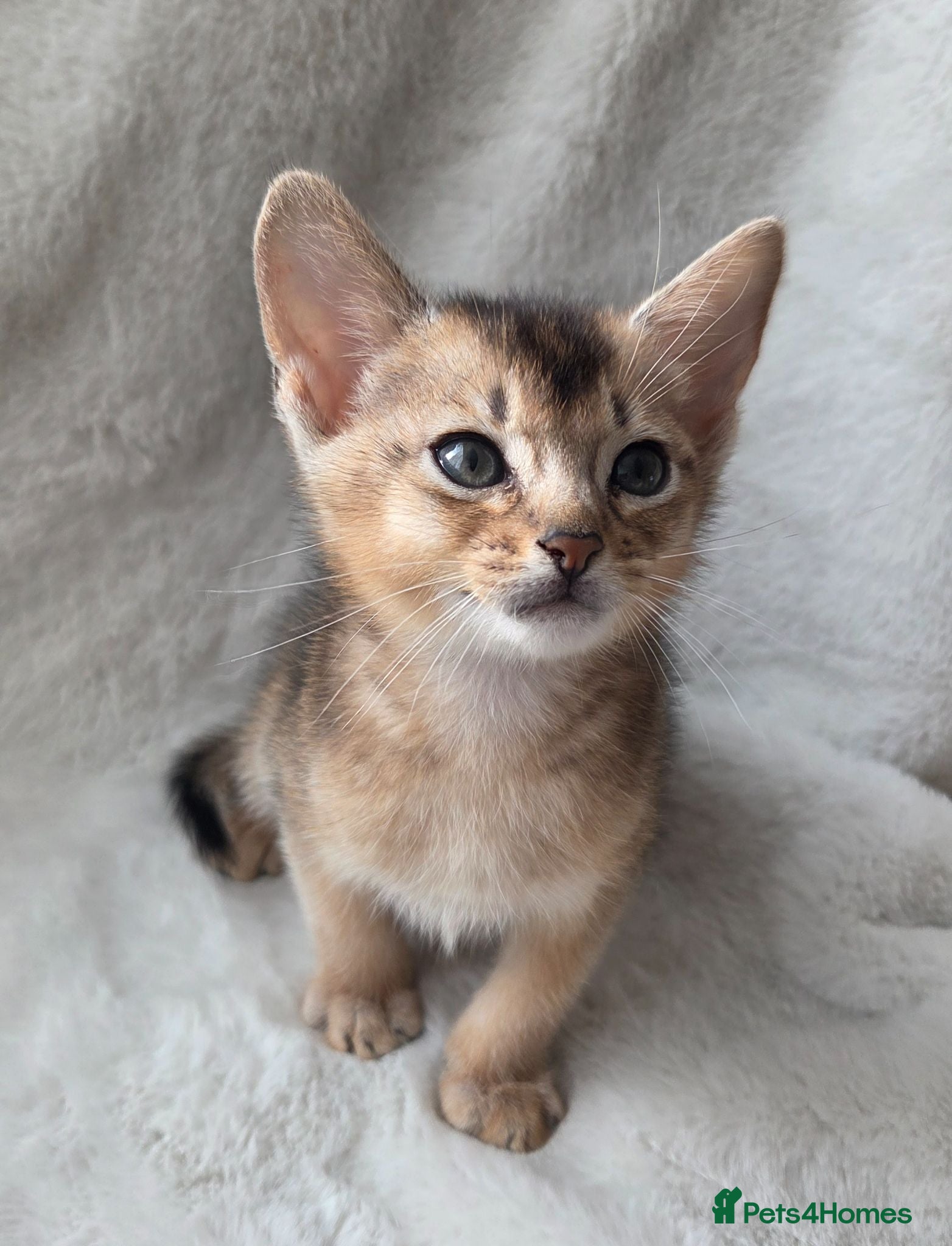 Abyssinian cats 💥Last TICA Registered Kitten-Reserve Yours! ❤️ - Advert 2