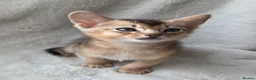 Abyssinian cats for sale: 💥Last TICA Registered Kitten Available💥! ❤️ - Advert 4