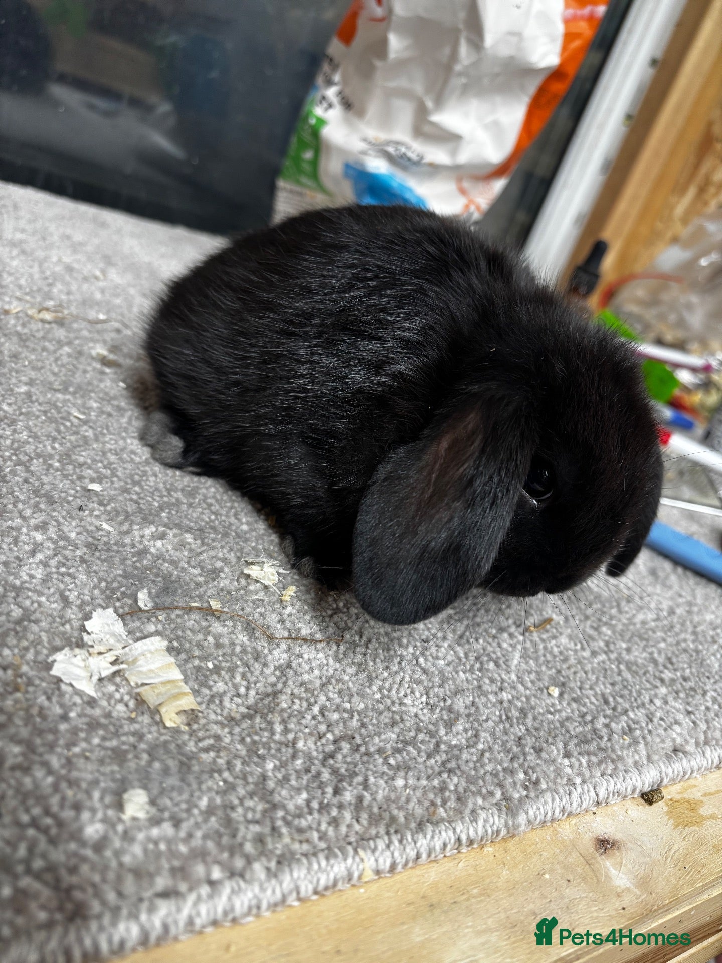 Mini Lop rabbits BRC rung and Vaccinated Mini Lop  - Advert 1