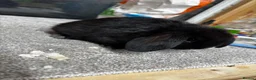 Mini Lop rabbits for sale: BRC rung and Vaccinated Mini Lop  - Advert 1