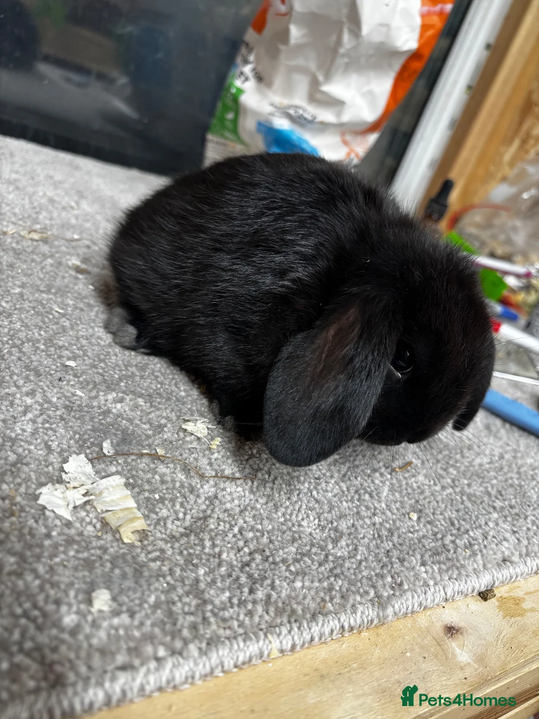 Mini Lop rabbits for sale: BRC rung and Vaccinated Mini Lop  - Advert 1