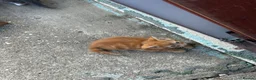 Mixed Breed cats for sale: 6 lovely kittens for sale - Advert 6