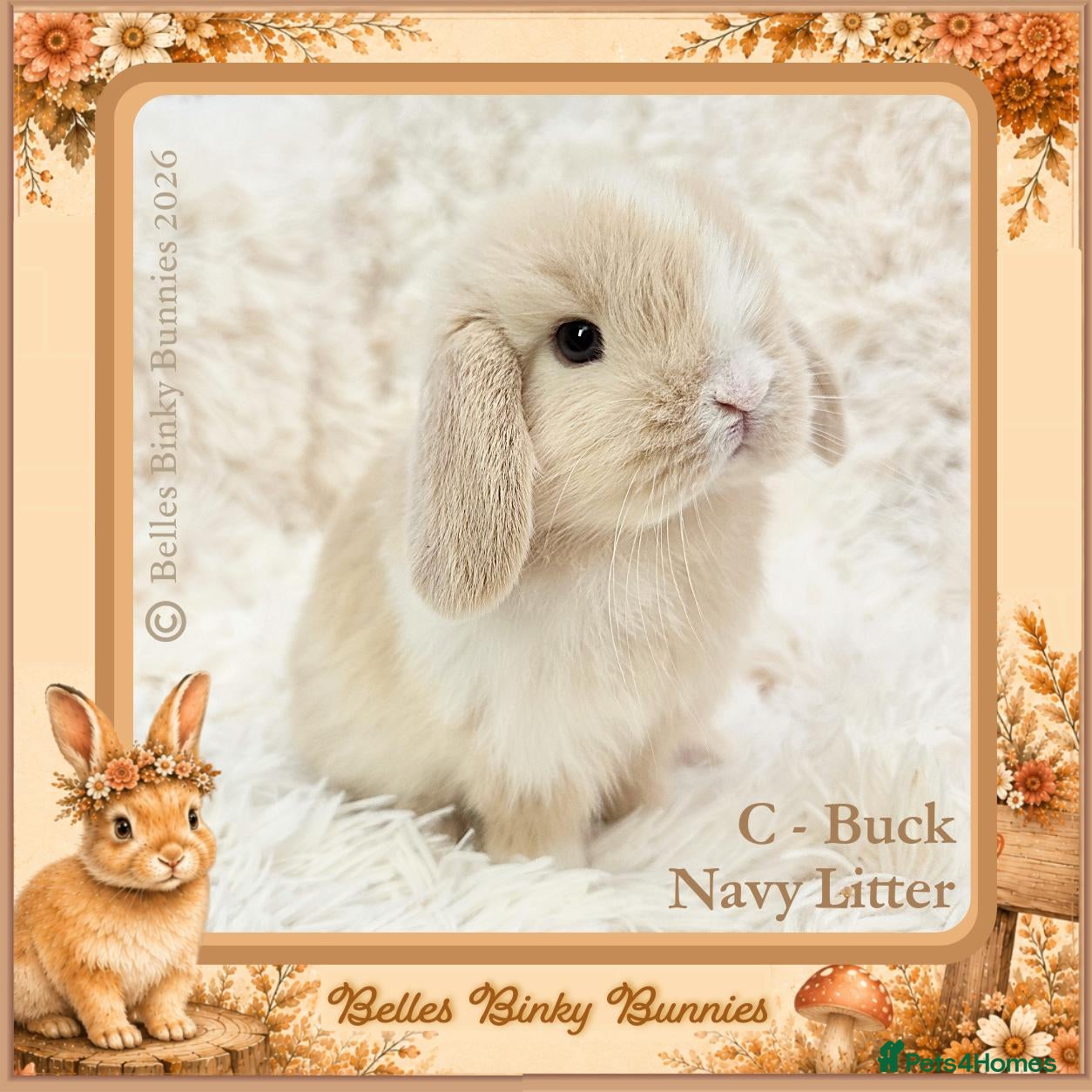 Mini Lop rabbits 🌻 Baby Mini Lops 🌻 Reserve Now 🌻 Ready 4th Oct - Advert 1