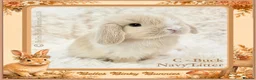 Mini Lop rabbits for sale: 🌻 Baby Mini Lops 🌻 Reserve Now 🌻 Ready 4th Oct - Advert 1