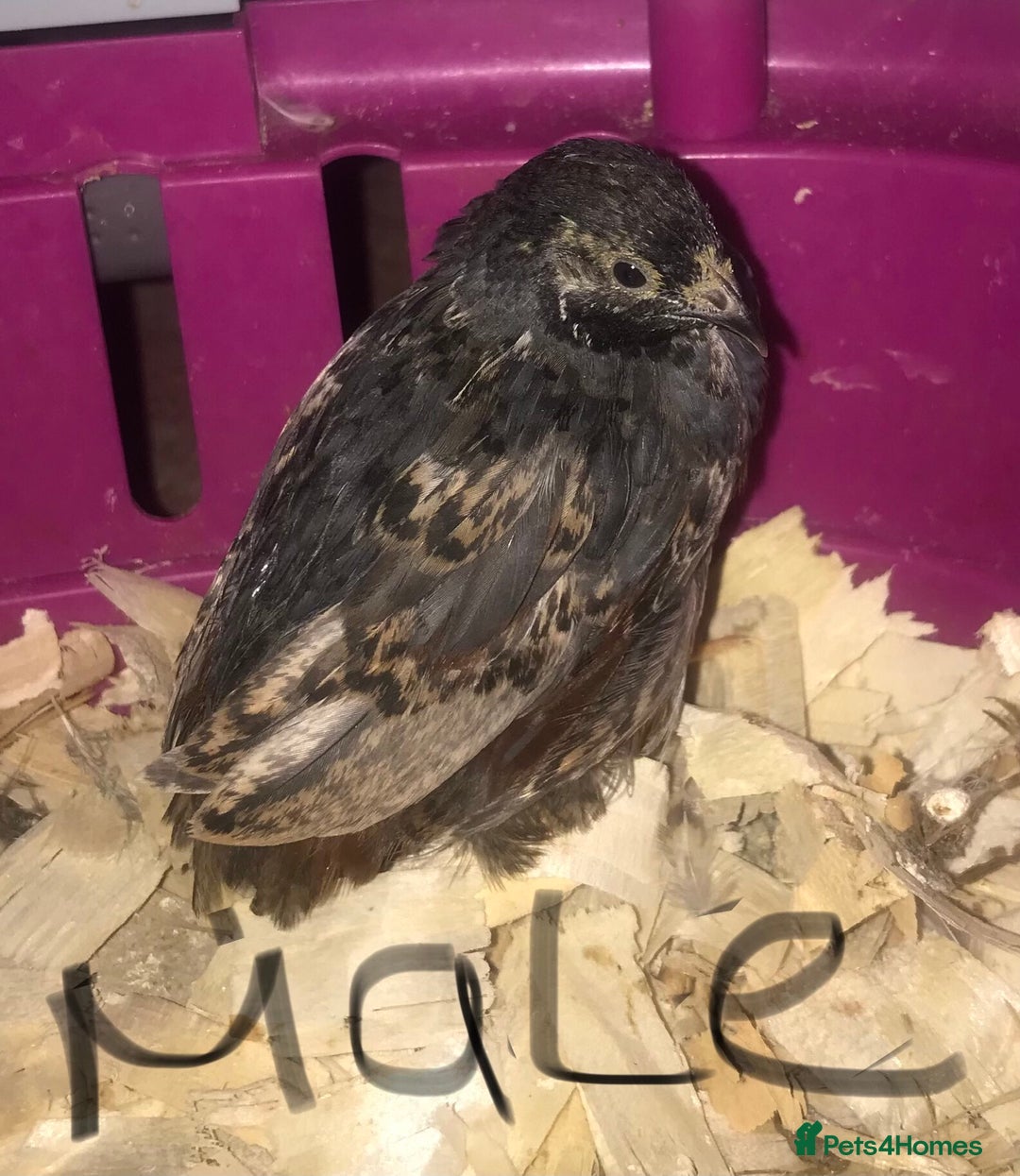 Quail poultry for sale: SEXED CHINESE PAINTED BUTTON QUAILS ! - Advert 5