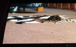 Mixed Breed cats for sale: 4 Kittens for sale - Image 4