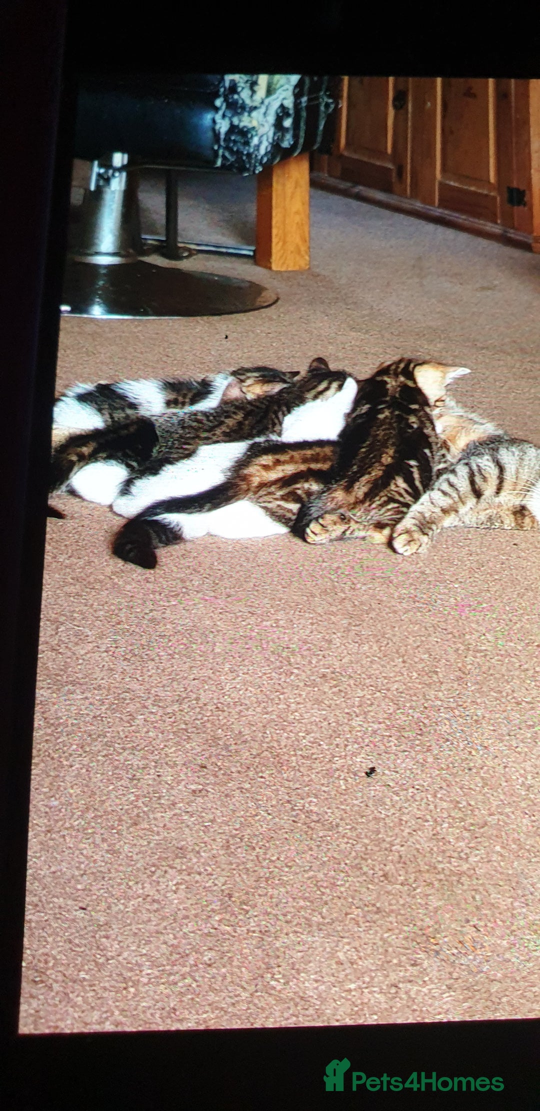 Mixed Breed cats for sale: 4 Kittens for sale - Image 4