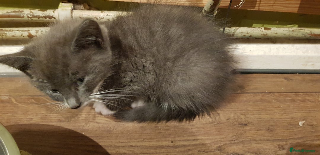 Mixed Breed cats for sale:  Kittens for Sale  - Advert 11