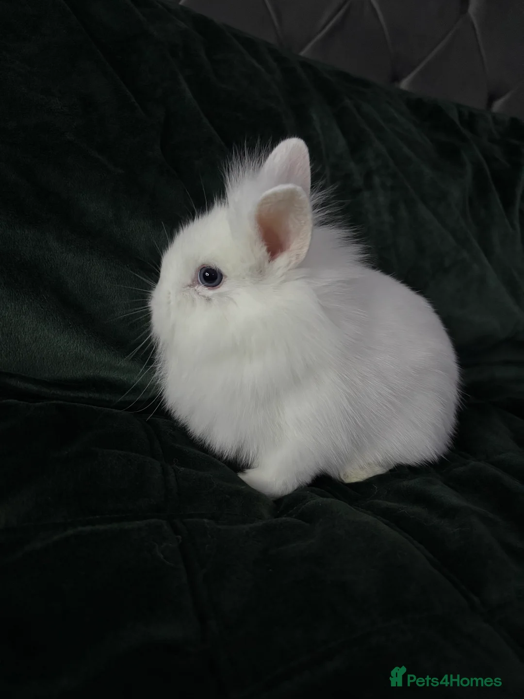 Lionhead rabbits for sale: Beautiful lion-head bunnies 🐰  - Advert 9