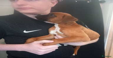 Boxer dogs - Advert 2