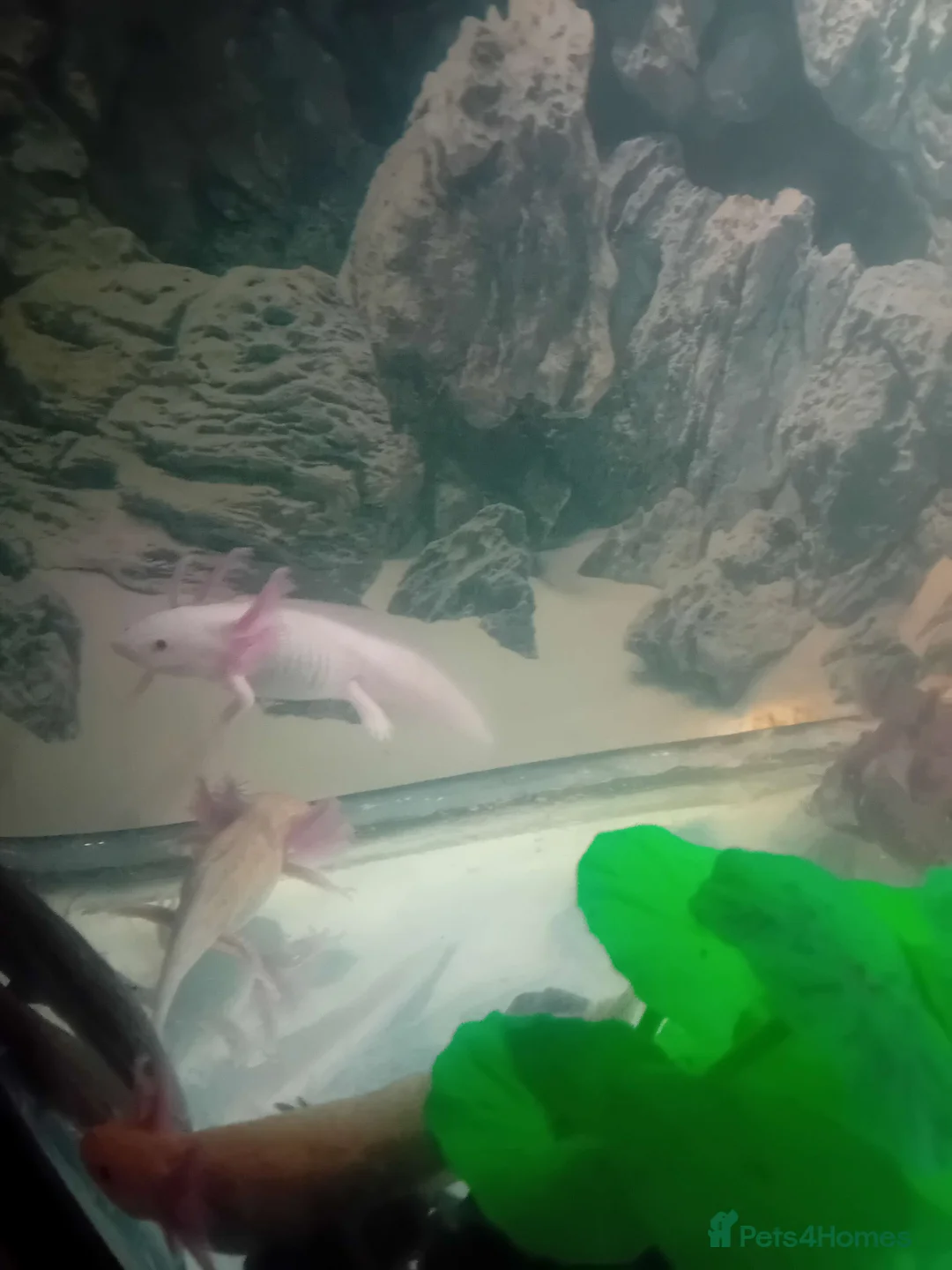 Other/Mixed Breed fish for sale: Axolotls - Advert 2