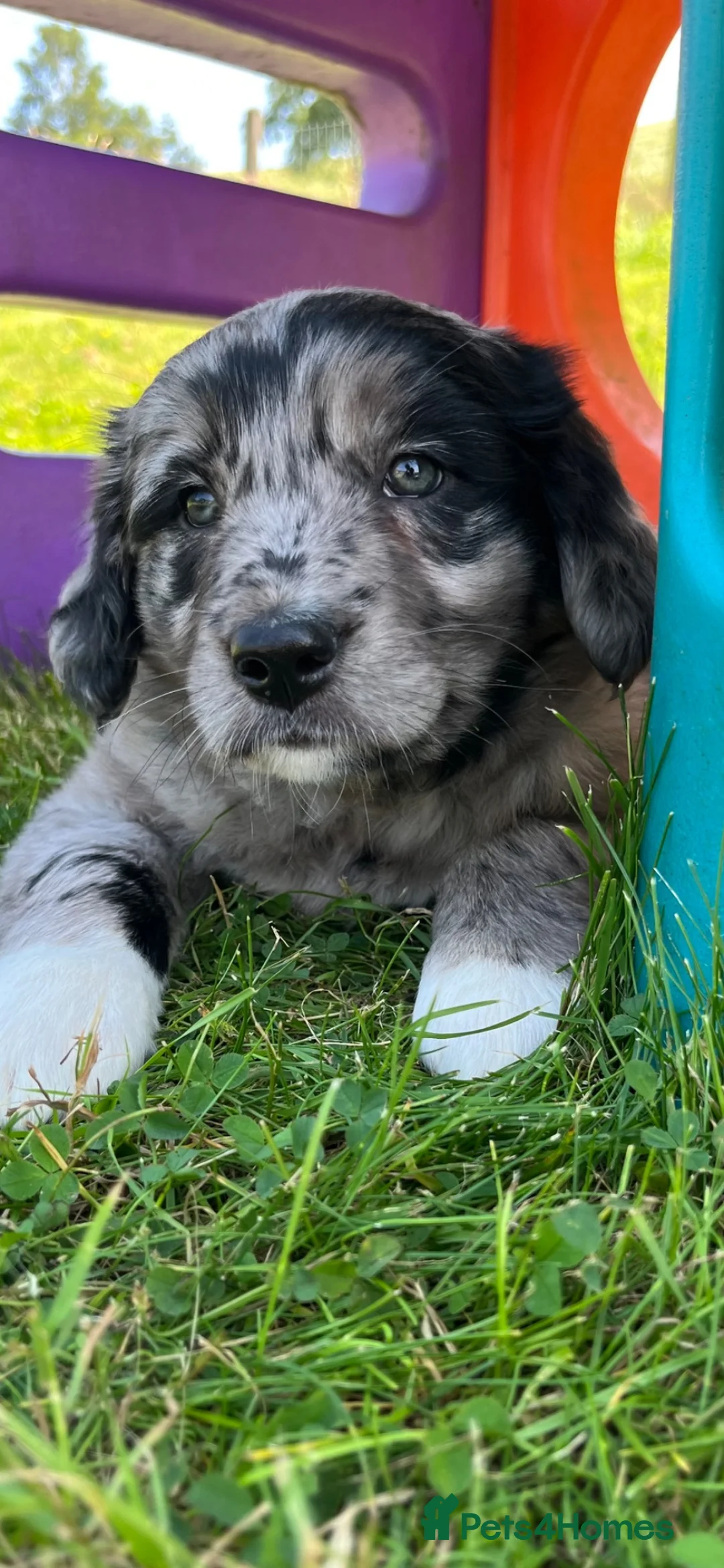 Golden Retriever dogs for sale: Beautiful Merle Golden Retriever x Border Collie - Advert 1