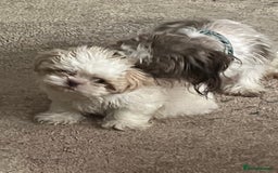 Shih Tzu dogs for sale: Beautiful shihtzu puppies  - Image 12