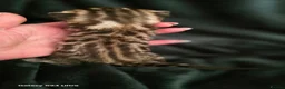Mixed Breed cats for sale: Bengal X selkirk rex male kittens  - Advert 9