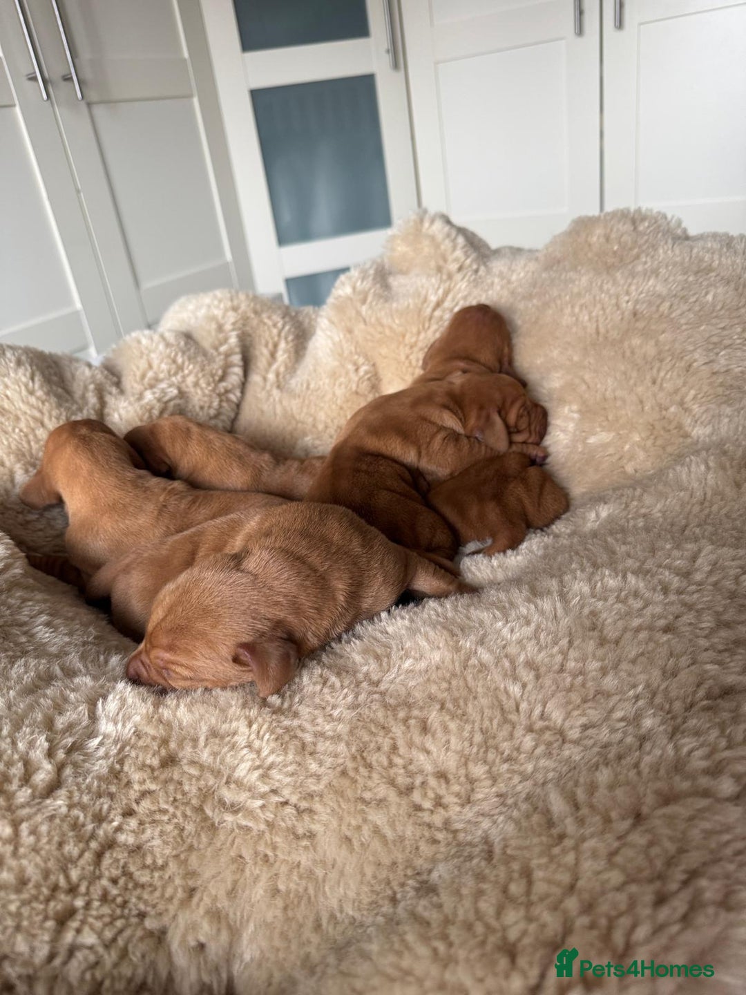 Hungarian Vizsla dogs for sale:  Adorable Vizsla Puppies for Sale🐶😍❤️ - Image 12