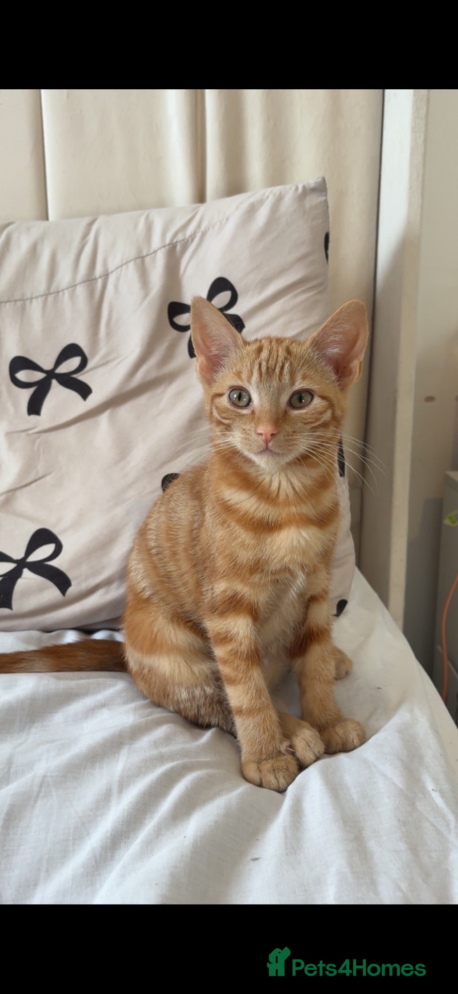Mixed Breed cats Female ginger kitten  - Advert 3