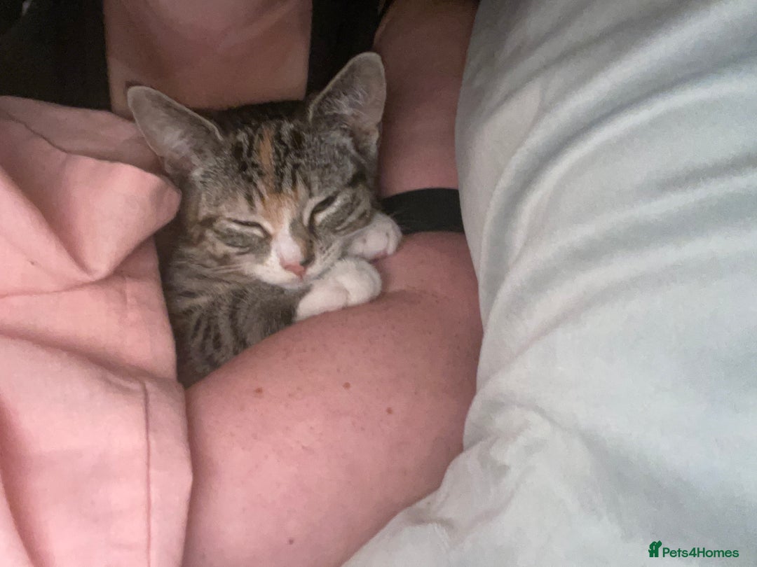 Mixed Breed cats for sale: FEMALE KITTEN - microchipped, flea&worm treated!  - Image 35