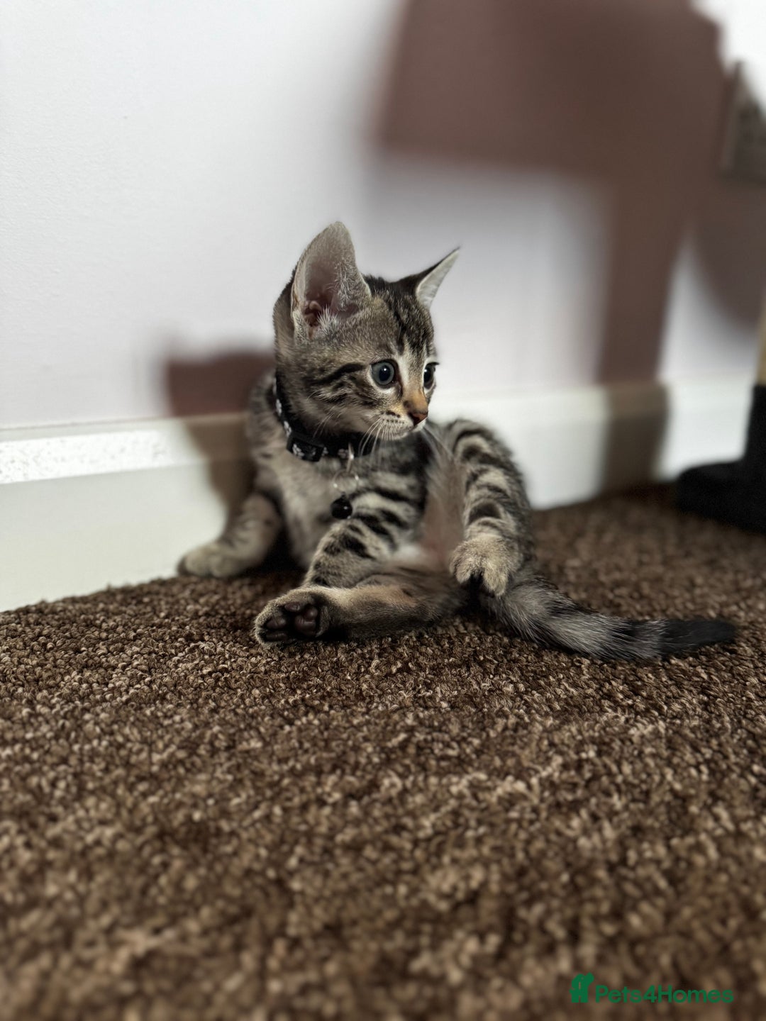 Bengal cats for sale: 🐆✨[REDUCED TO CLEAR!!] LAST THREE PURE BENGAL’S❤️ - Image 13