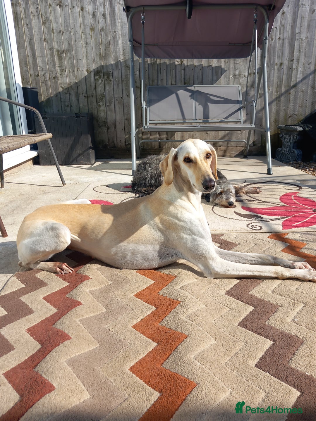 Saluki dogs for sale: Saluki/ LURCHER pups - Image 13