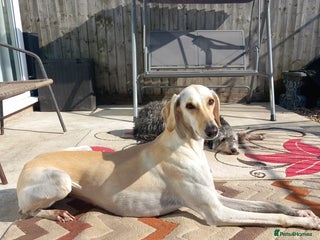 Saluki dogs Saluki/ LURCHER pups - Advert 13