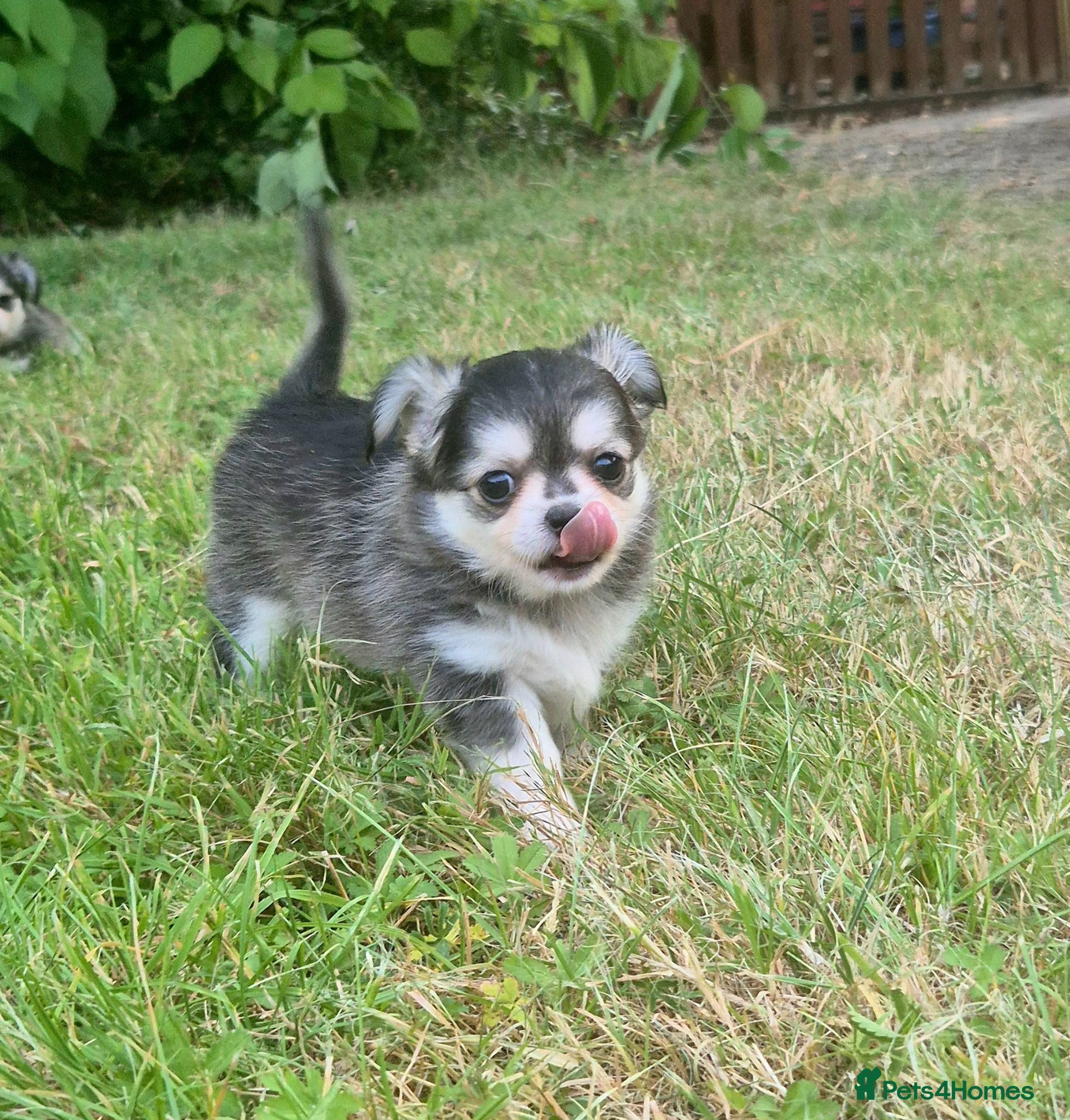 Chihuahua dogs KC registered chihuahua puppies  - Advert 12