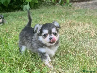 Chihuahua dogs KC registered chihuahua puppies - Advert 1