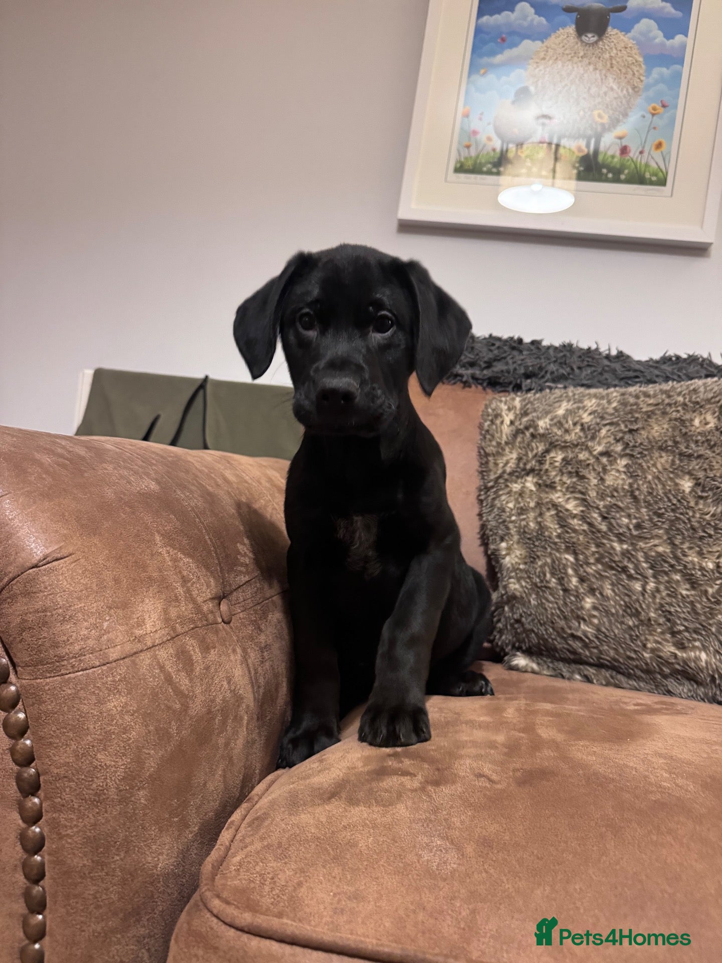 Mixed Breed dogs for sale: Stunning Pointer Mix Puppies  - Advert 1