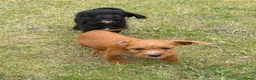 Cockapoo dogs for sale: Cockapoo puppies for sale - Advert 15