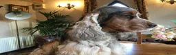 Poodle dogs for sale: Show Cockapoo F1 puppies due in 4 weeks  - Advert 9