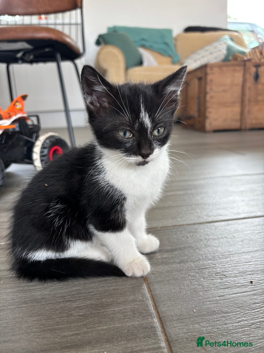 Domestic Shorthair cats for sale: Adorable, friendly playful bicolour kittens - Image 7